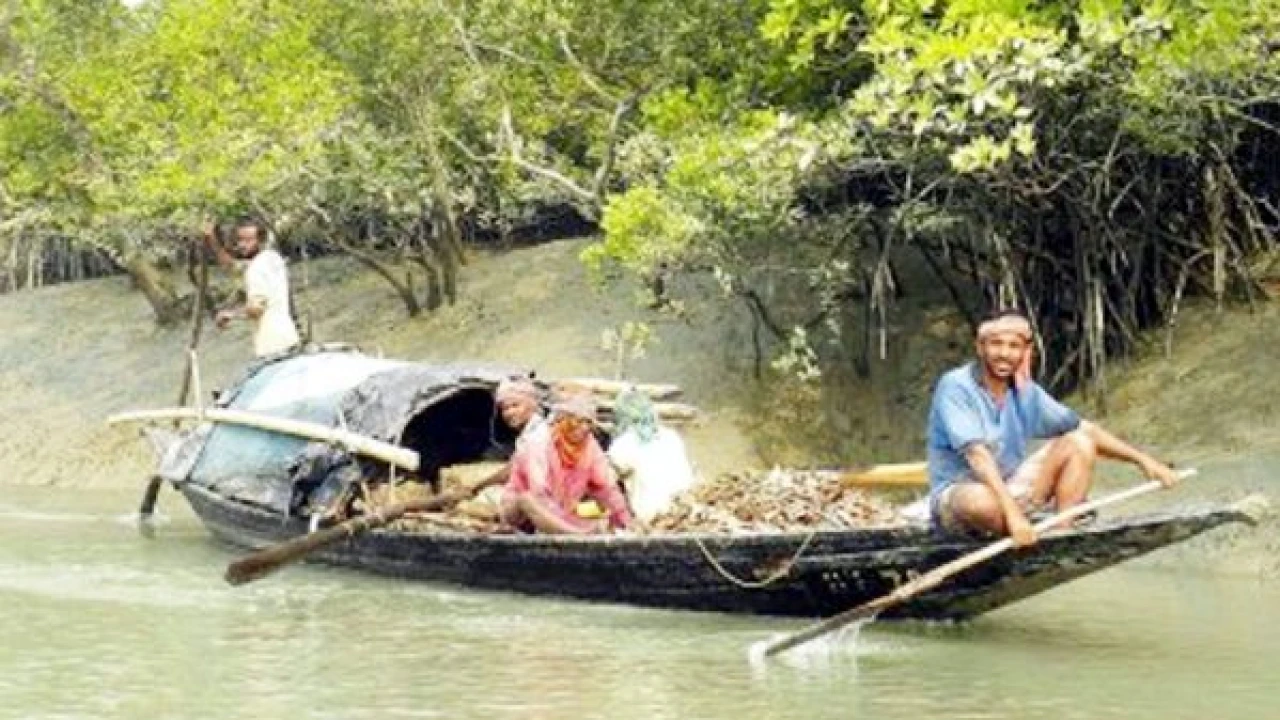 পশ্চিম সুন্দরবনে অভয়ারাণ্য এলাকায় মাছ ধরার অভিযোগে ৪ জেলে আটক