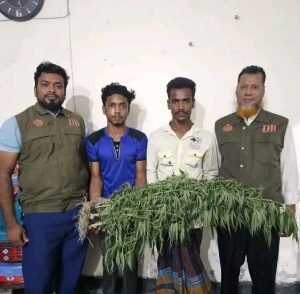 নলছিটিতে গাঁজা চাষের অভিযোগে দুই যুবক গ্রেফতারঃ ১৪টি গাঁজা গাছ উদ্ধার