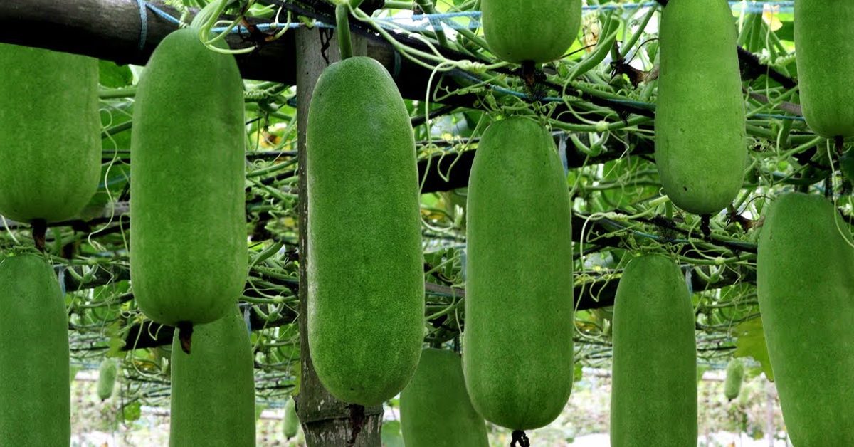 ওজন কমানো থেকে ত্বকের যত্ন— চালকুমড়ার যত গুণ